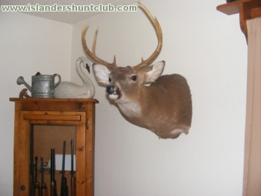 Ben Ambrose 2009 - T Stand - Creef Taxidermy